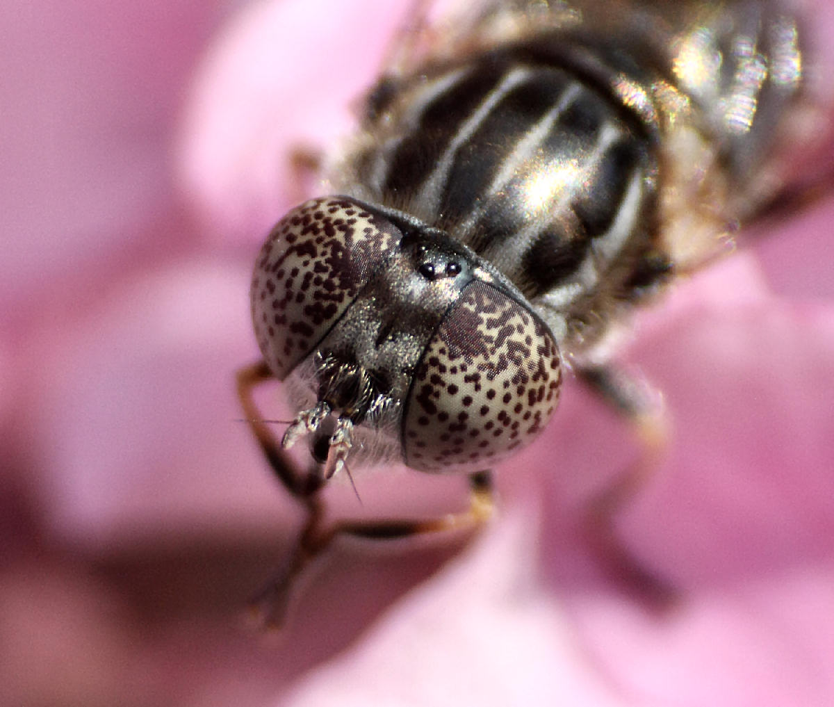 Eristalinus aenus ?